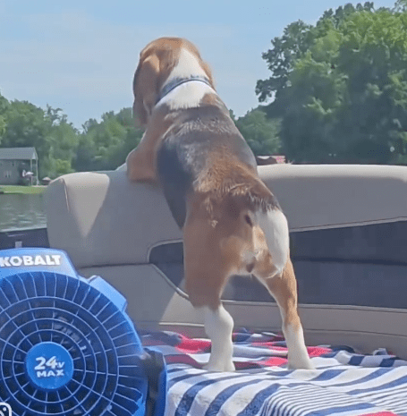 Beagle Ahoy! A Playful Pup’s Unforgettable Day on the Water