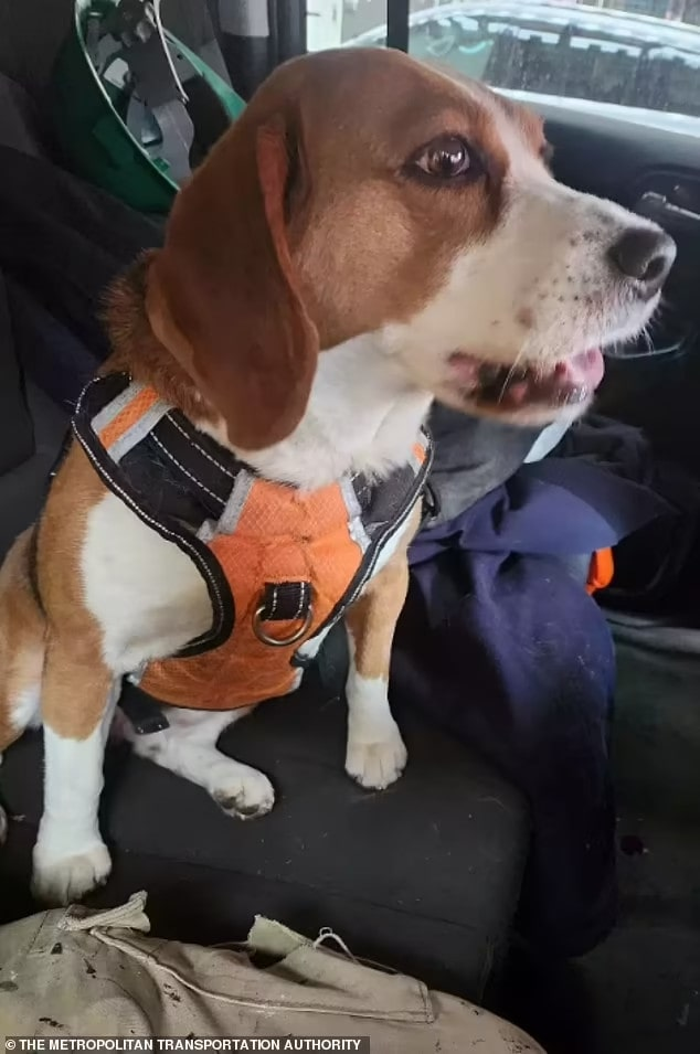 Lost Beagle ‘Blue’ Found Shivering in NYC Subway Reunites with His Family in Heartwarming Rescue