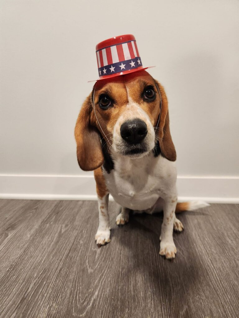 Patriotic Beagle Wins Hearts with Adorable Independence Day Spirit