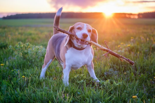 The Heartwarming Life of a Beagle: Cherishing Family and Sunset Bliss