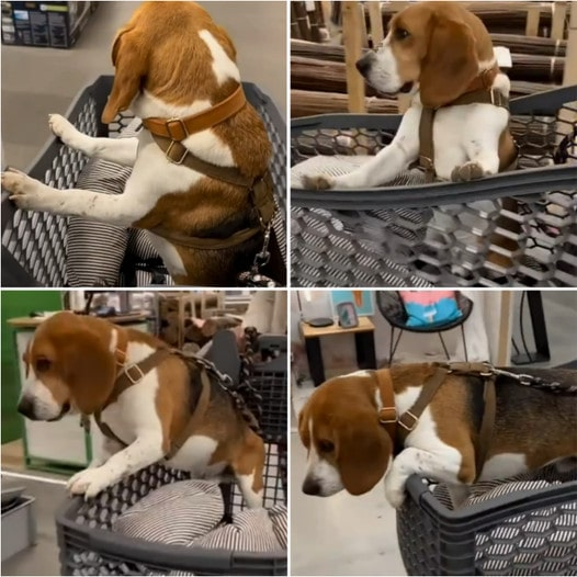 Beagle’s Shopping Adventure: Riding in Style in the Cart