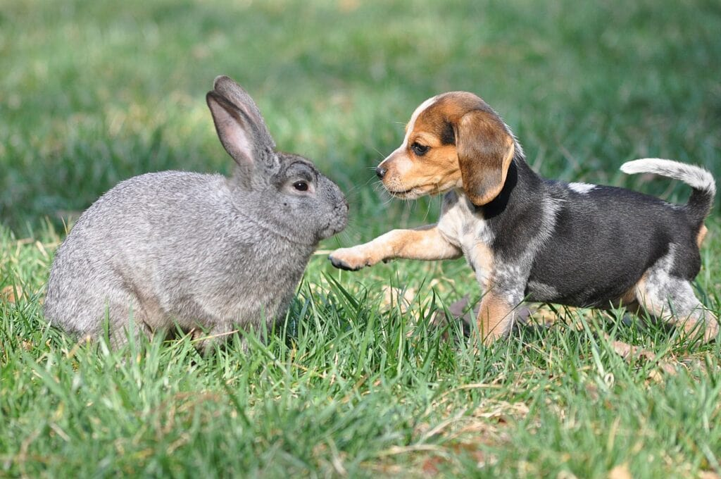 Adorable Bond: A Beagle Puppy and Bunny’s Heartwarming Friendship