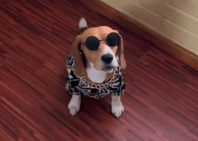 Charming Beagle: Dressed to Impress for a Stylish Date Night