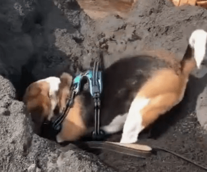 Beagle’s Joy: Pure Happiness in a Freshly Dug Sand Pit!