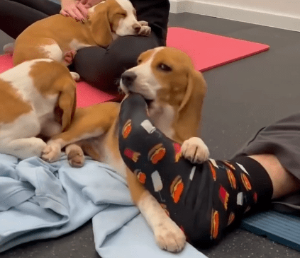 Beagle Assistants Bring Joy to Yoga Studio