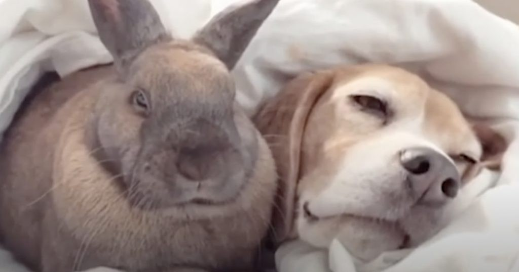 Adorable Dog And Bunny Are Best Friends