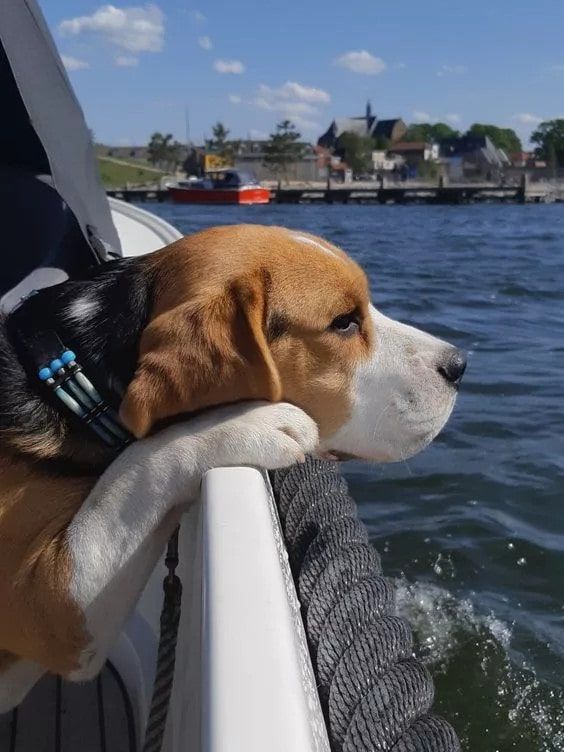 The Irresistible Joy of a Beagle on Boat Adventures