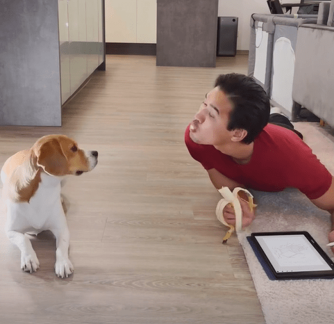 The Beagle’s Adorable Begging: A Charm You Can’t Resist