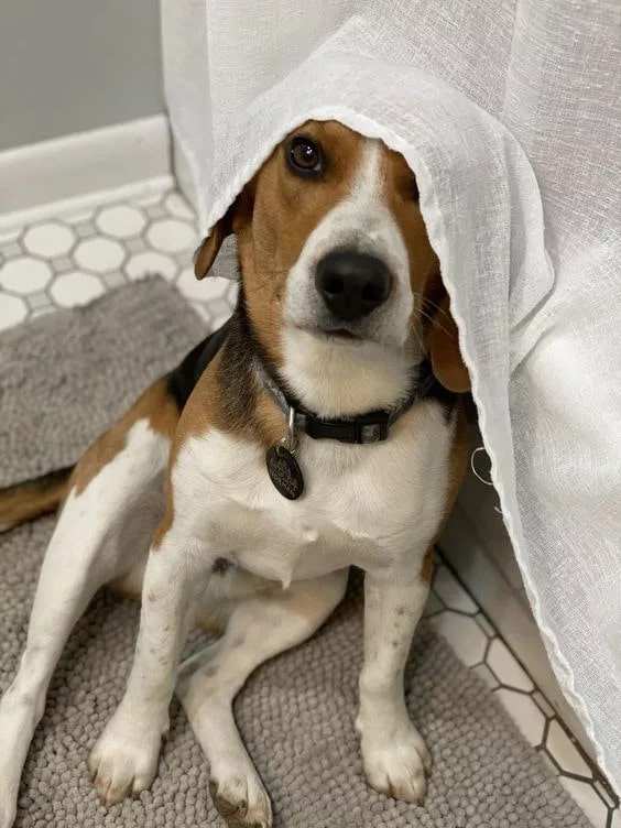 Beagle’s Guilty Face Goes Viral After Wrecking Mom’s Sofa