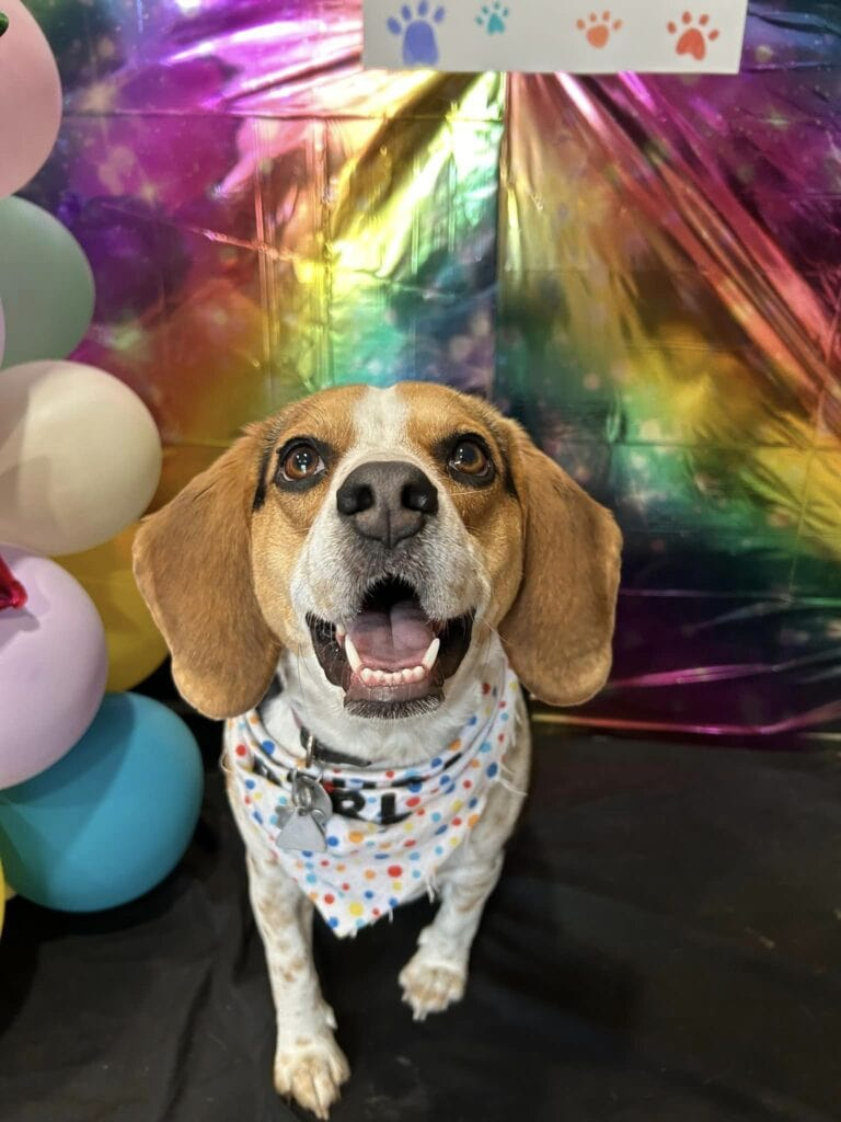 Pure Joy: A Beagle’s Heartwarming Third Birthday Celebration with a Loving Companion