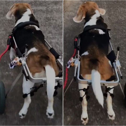 Resilient Beagle Overcomes Hind Leg Paralysis with Excitement for Mobility Assistance Cart