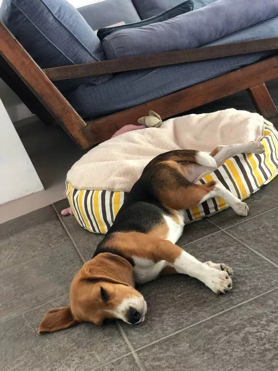 Hilarious Beagle Sleep Moments That Will Leave You in Stitches