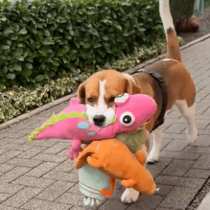 Beagle Enjoys Leisure Day with Plush Toy Companions