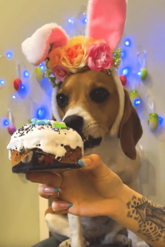 Beagle’s Heartwarming Birthday Celebration Hosted by Loving Owner