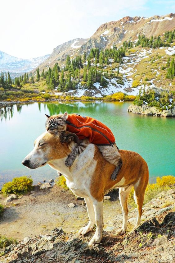 Unbreakable Friendship: The Heartwarming Bond Between a Beagle and a Gray Cat