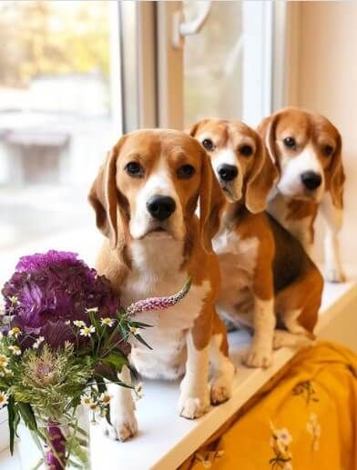 Beagle Bonanza: A Tail-Wagging Feast of Fun and Friendship