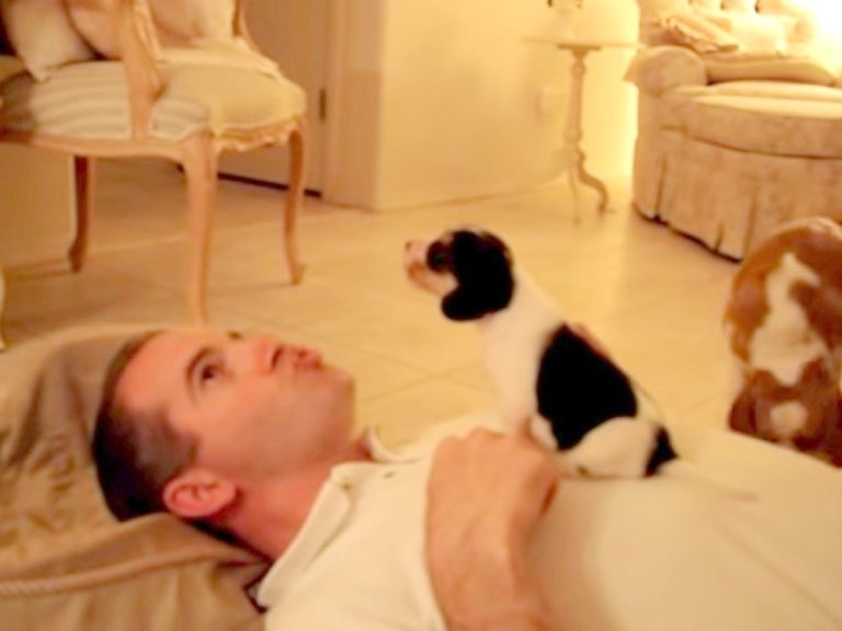 Adorable Beagle Pup Joins Dad for a Heartwarming ‘Howling Lesson’ on His Chest