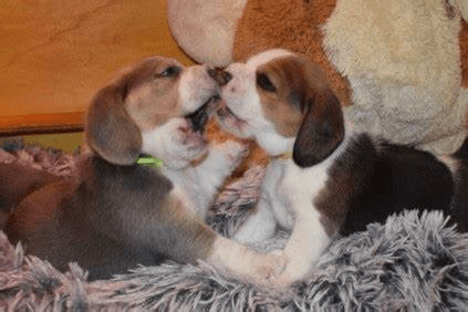 Heartwarming Moments: The Innocence of a Beagle Pup Melts Hearts