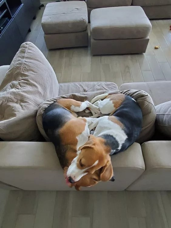 Inseparable Companions: The Heartwarming Friendship of Two Beagle Dogs