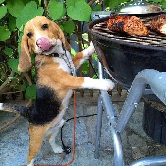 Moments of Delight: Beagle’s Culinary Discoveries