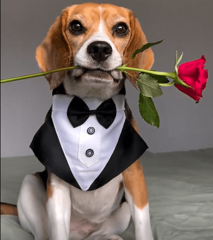 The Handsome Beagle Dog: A Dapper Companion with a Delightful Surprise ‎