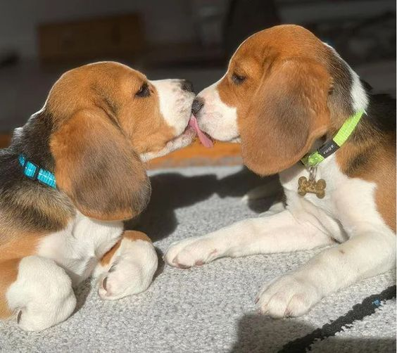 Joyful Beagle Playtime: Melting the Icy Chill with Snow Frolics ‎