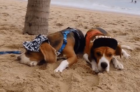 Two Beagle dogs are happy when being taken to the beach ‎