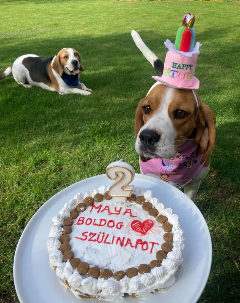 Celebrating Maya’s Birthday: A Tribute to My Beloved Beagle