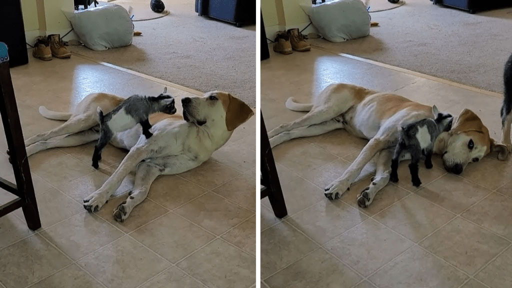 A playful baby goat turns a patient dog into its own personal playground ‎