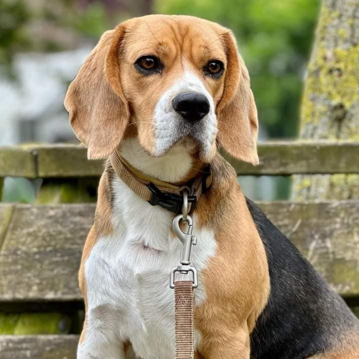 The Irresistible Charm of Beagles: A Breed with a Handsome Face