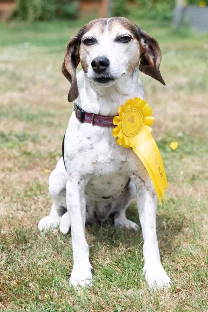 U.K. Family’s Missing Beagle Mix Returns Home with Third Place Ribbon from Dog Show ‎