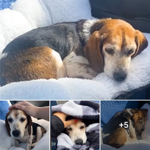 Couple Embarks on Road Trip to Save Elderly Beagle Abandoned on Social Media Site