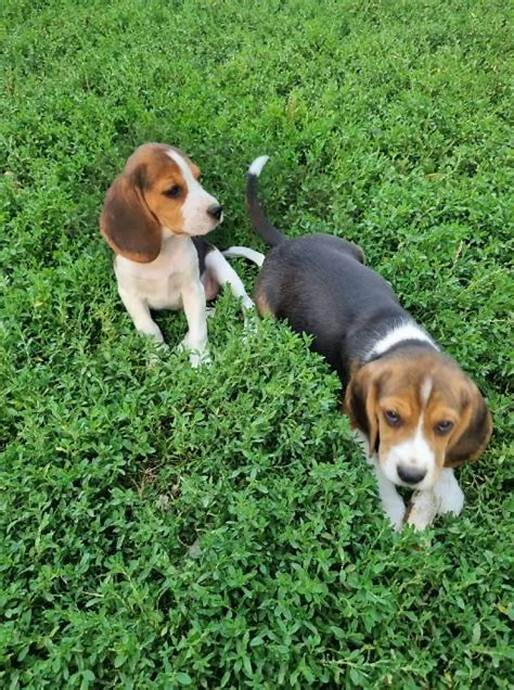 The Beagle, despite its hind leg paralysis, still gets to enjoy the outside world, all thanks to a dedicated friend