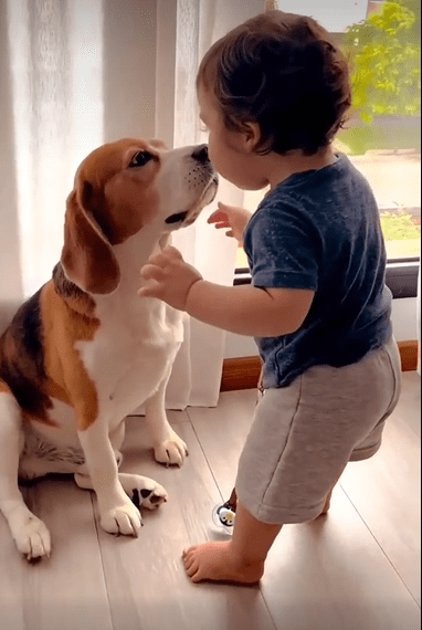 Capturing Love: A Heartwarming Moment of Connection Between Boy and Beagle