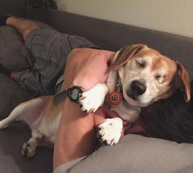 The Heartwarming Tale of a Blind Beagle Finding Love and Hope with His New Mom, Defying Loneliness and Embracing a Bright Tomorrow