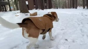 Cute beagle wears Carhartt jacket in snow ‎