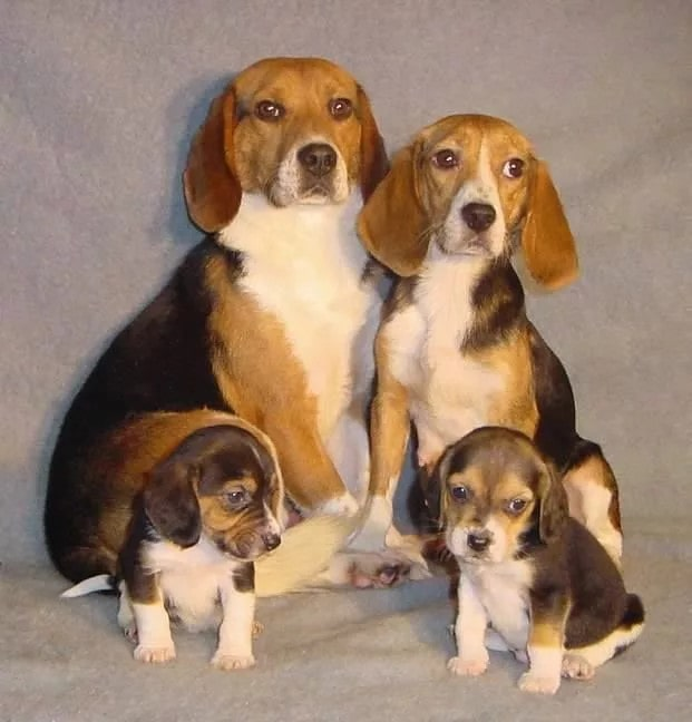 Celebrating Motherhood: Beagle Welcomes Four Beautiful Puppies into the World