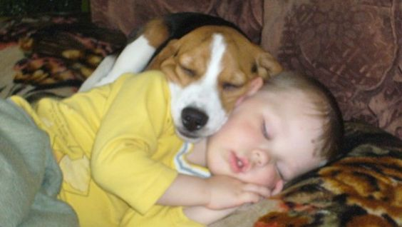 Beagle – The Friendly and Warm Companion of Newborns