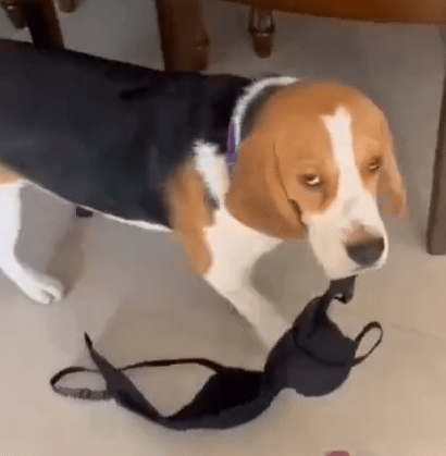 Funny moment: The Beagle dog stole his owner’s bra and hid it