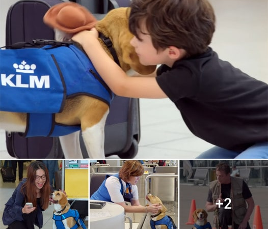 This Adorable Beagle Returns Lost Items To Their Owners In Schipol Airport