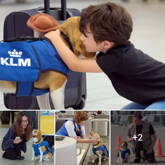 This Adorable Beagle Returns Lost Items To Their Owners In Schipol Airport