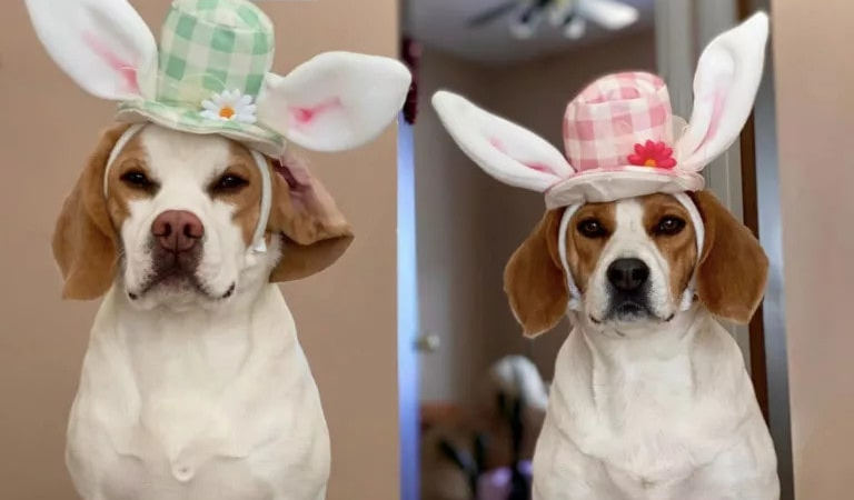 Easter Joy: Beagle Duo Dons Adorable Outfits for Festive Celebrations