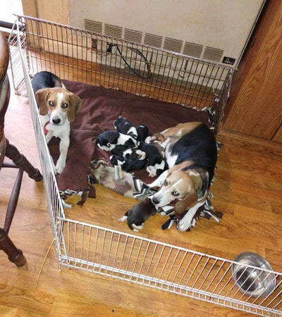 Successful birth: The mother Beagle dog successfully gave birth to three children with the warm affection of the father Beagle ‎