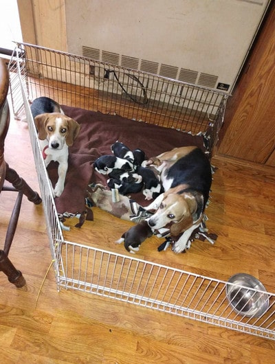 Successful birth: The mother Beagle dog successfully gave birth to three children with the warm affection of the father Beagle ‎