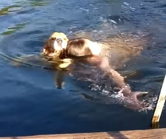 Beagle Jumps Into The Water To Rescue Girl From Drowning ‎