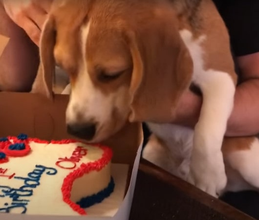 Today was Oliver’s first birthday. He loved his cake! He was less impressed by his balloons