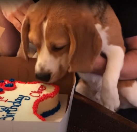 Today was Oliver’s first birthday. He loved his cake! He was less impressed by his balloons