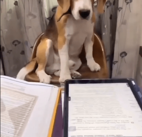 Happy Lee: The Intellectual Beagle Dog Engrossed in Book Study ‎