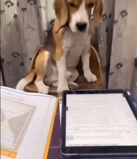 Happy Lee: The Intellectual Beagle Dog Engrossed in Book Study ‎