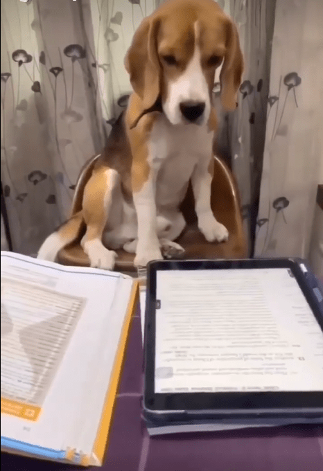 Happy Lee: The Intellectual Beagle Dog Engrossed in Book Study ‎